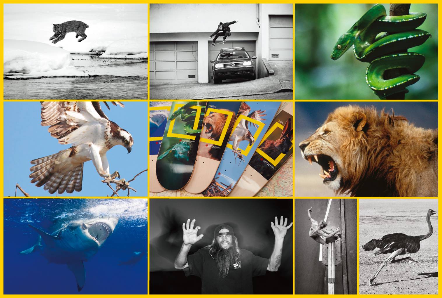 NATIONAL GEOGRAPHIC × ELEMENT SKATEBOARDS